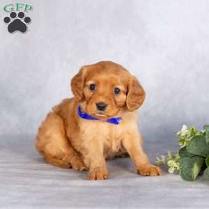 Scout, Miniature Golden Retriever Puppy